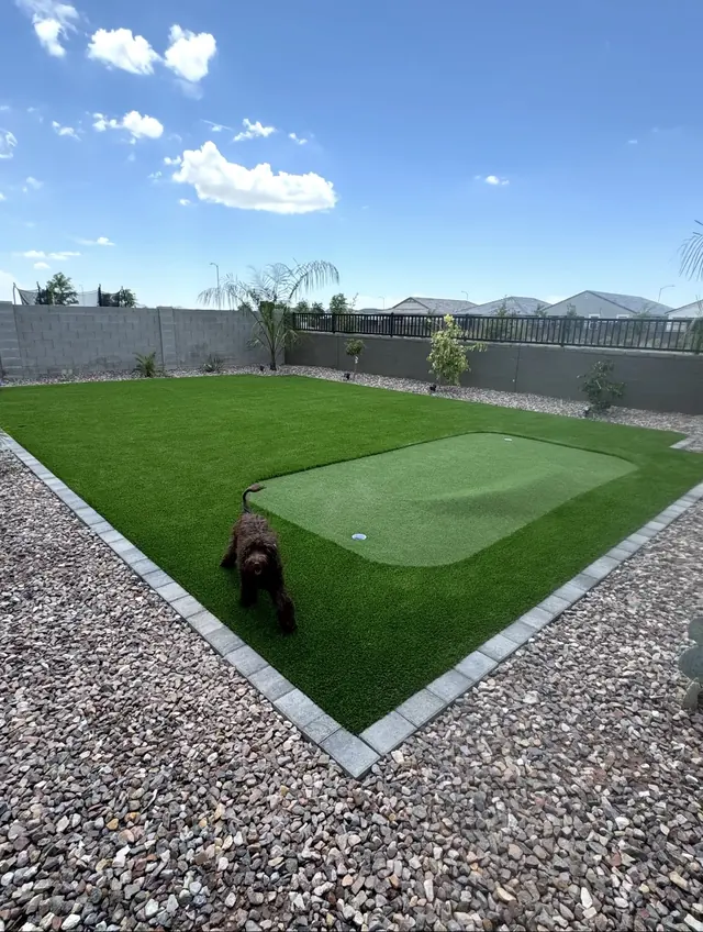 Backyard turf lawn and putting green with a dog standing on the turf
